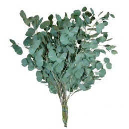 Menthe Eucalyptus