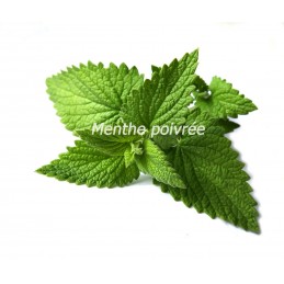 Menthe poivrée