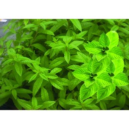 Verveine Menthe