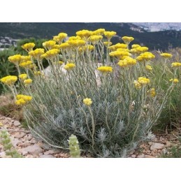 Immortelle (FIN)