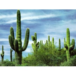 Cactus